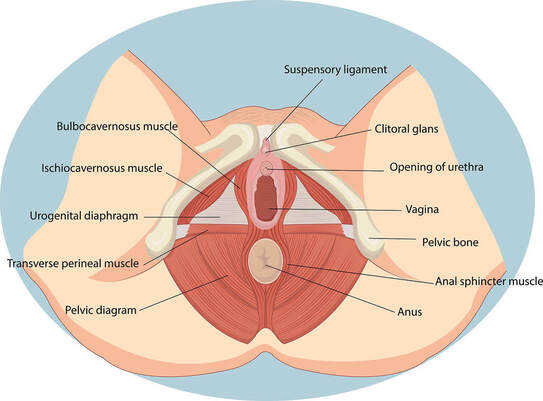 Diagram of female anatomy, with the following parts labeled: suspensory ligament, bulbocavernosus muscle, clitoral glans, ischiocavernosus muscle, urogenital diaphragm, transverse perineal muscle, pelvic diaphragm, anus, anal sphincter muscle, pelvic bone, vagina, and opening of urethra all labeled. This helps with sex therapy and understanding women's pleasure!